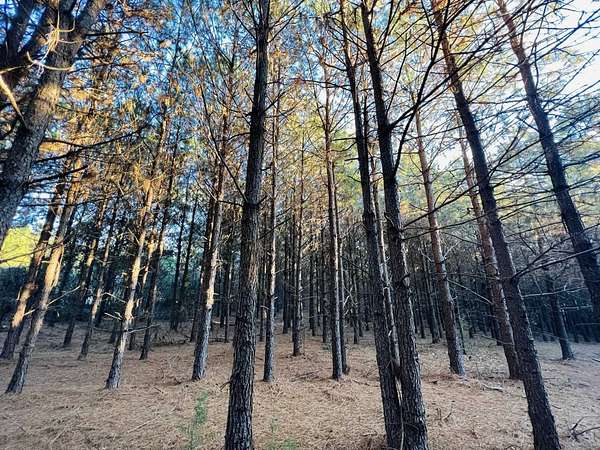 20.4 Acres of Recreational & Residential Land for Sale in Queen City, Texas