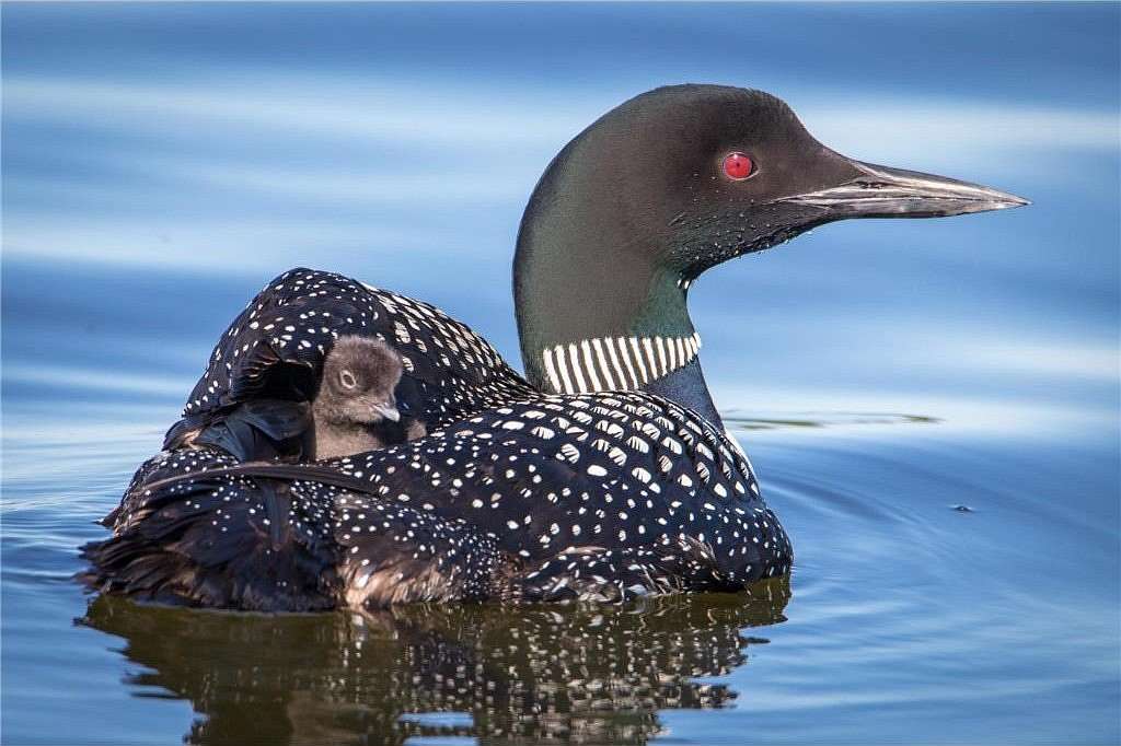 18.3 Acres of Land for Sale in Leaf Lake Township, Minnesota