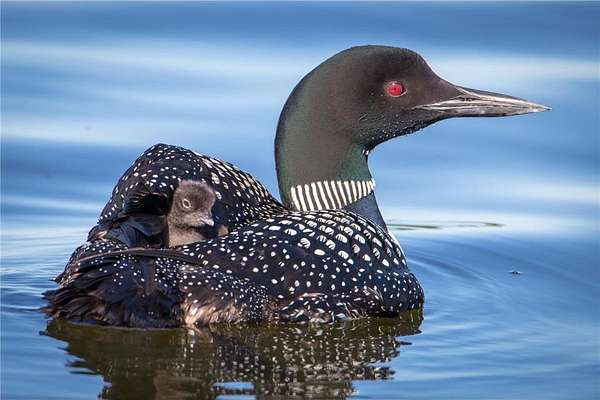 18.3 Acres of Land for Sale in Leaf Lake Township, Minnesota