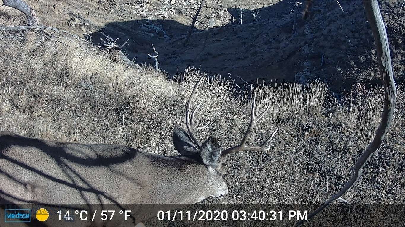 42 Acres of Recreational & Residential Land for Sale in Shawmut, Montana