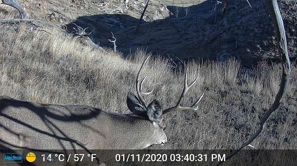 42 Acres of Recreational Land for Sale in Shawmut, Montana