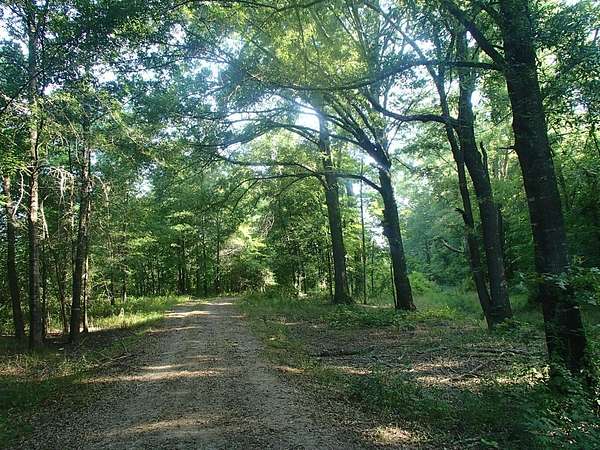 94 Acres of Land for Sale in Starkville, Mississippi