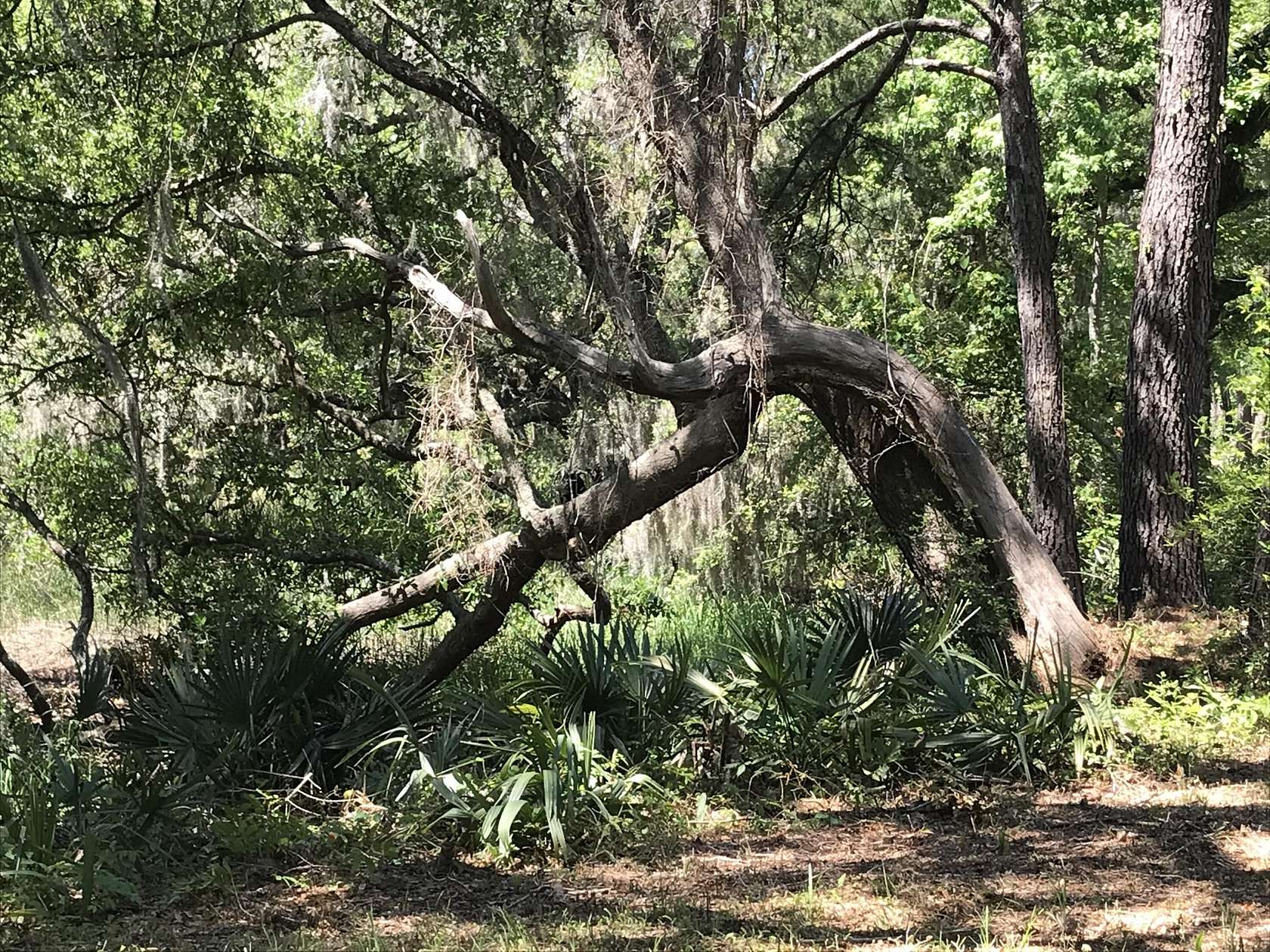 3.8 Acres of Residential Land for Sale in Johns Island, South Carolina