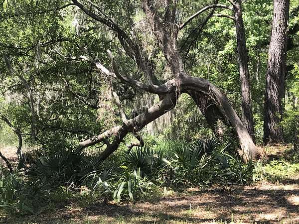 3.8 Acres of Residential Land for Sale in Johns Island, South Carolina