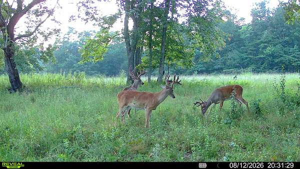 451 Acres of Land for Sale in Evensville, Tennessee