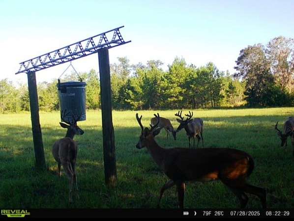 93 Acres of Recreational Land for Sale in Madison, Florida