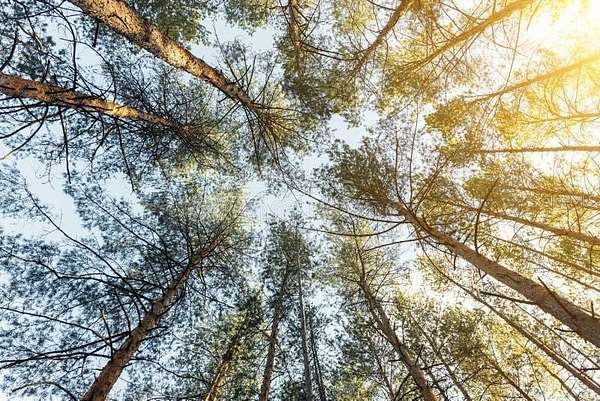 0.5 Acres of Land for Sale in Indian Lake Estates, Florida