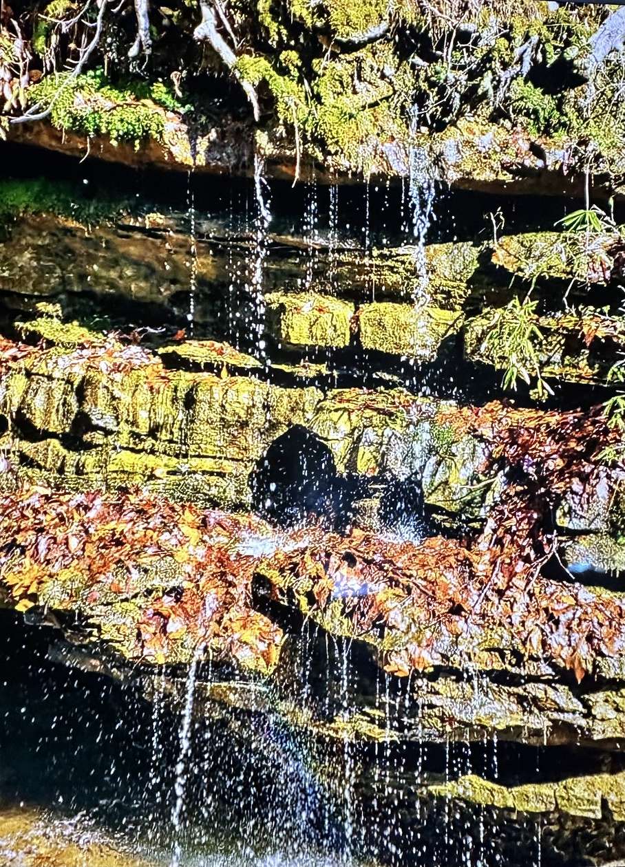 17.3 Acres of Recreational Land & Farm for Sale in Lawrenceburg, Tennessee