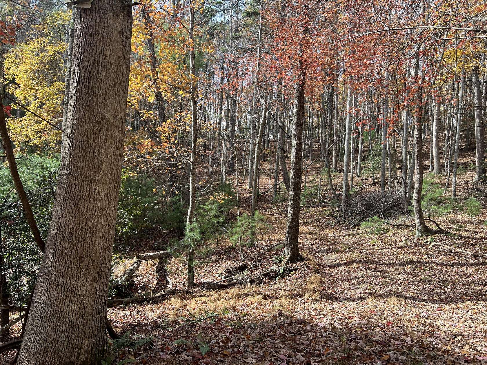 11 Acres of Land for Sale in Union, West Virginia