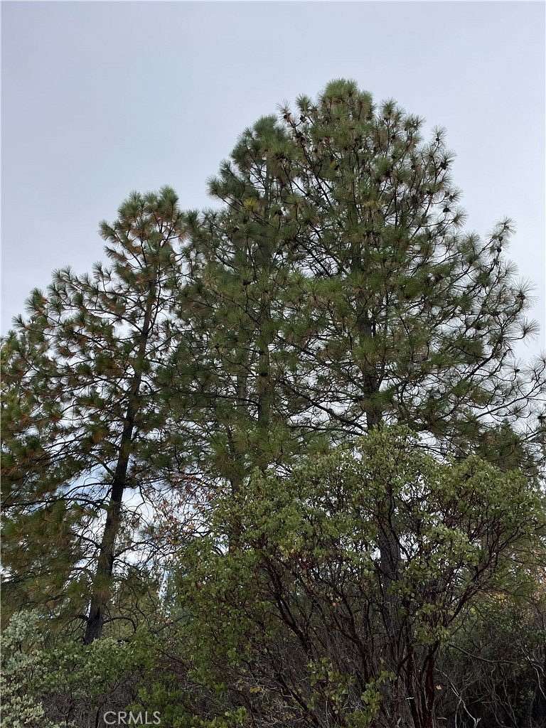 5 Acres of Residential Land for Sale in Forest Ranch, California