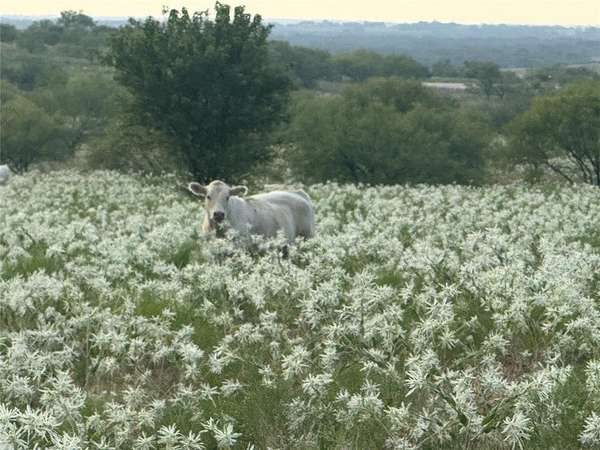 10 Acres of Land with Home for Sale in Decatur, Texas