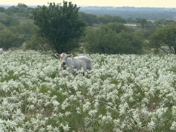 10 Acres of Land with Home for Sale in Decatur, Texas