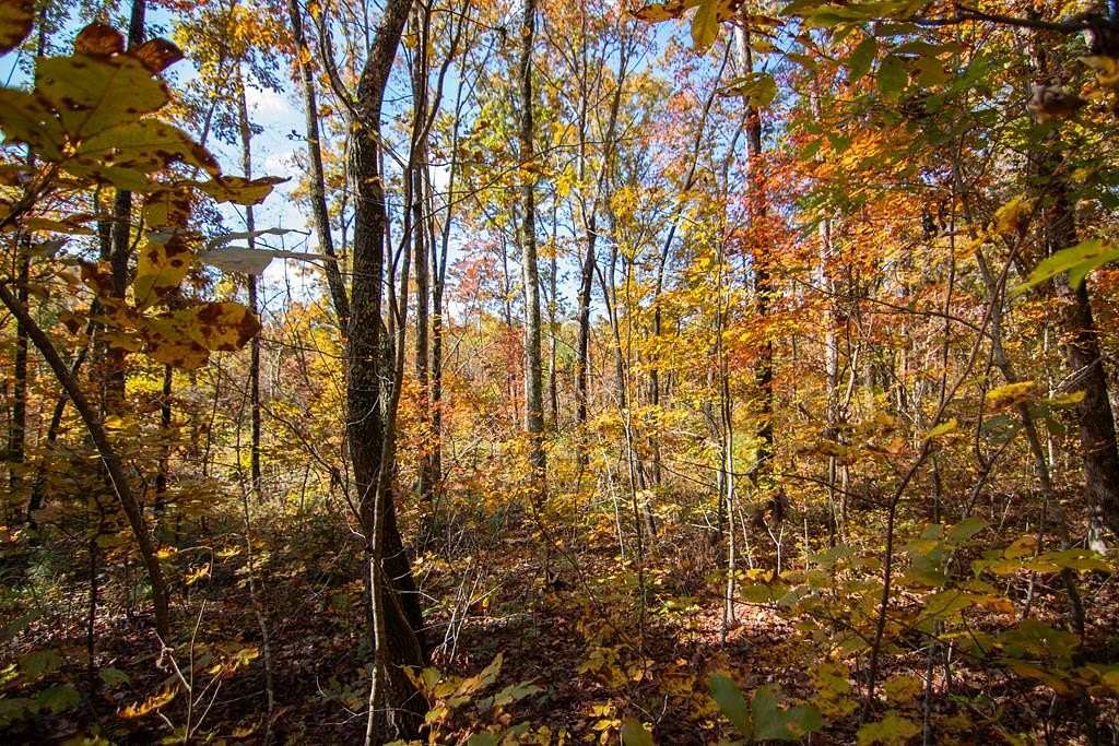 9.74 Acres of Land for Sale in Ellijay, Georgia