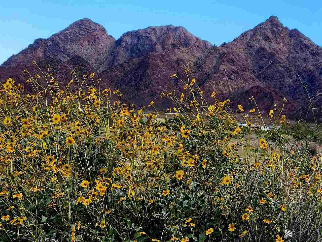 Residential Land for Sale in Wellton, Arizona