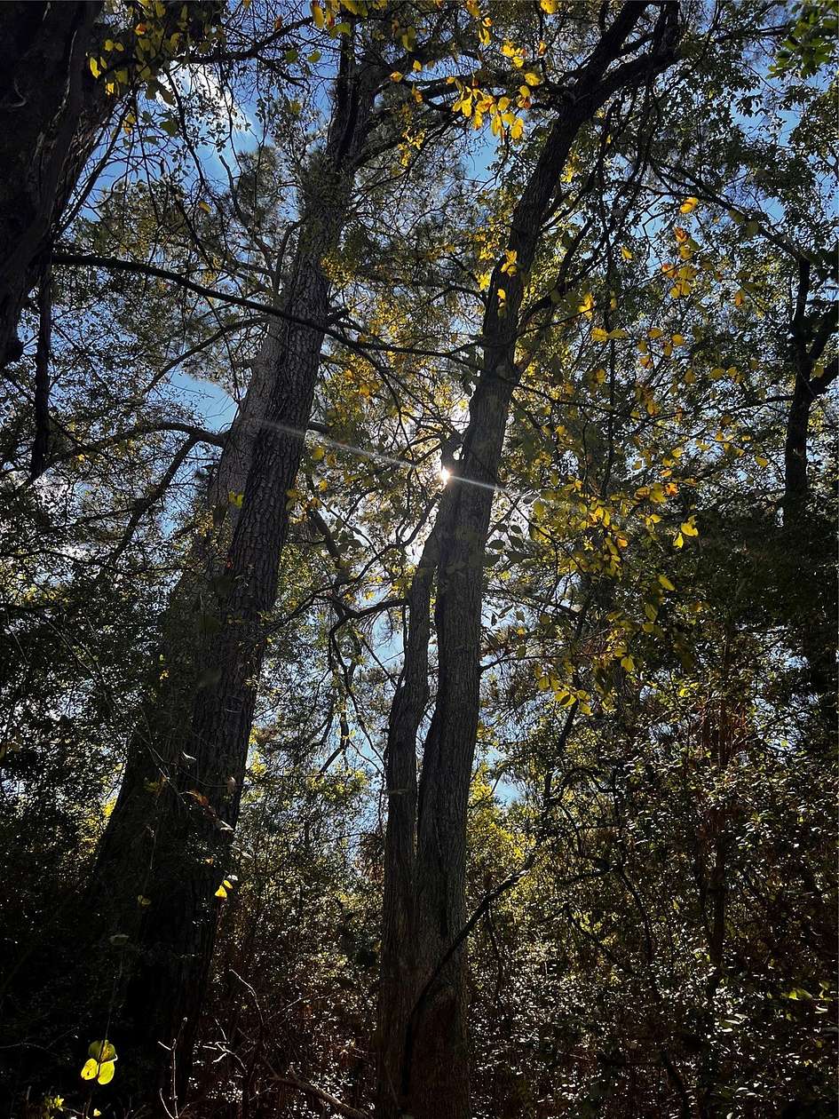 36 Acres of Land for Sale in Bastrop, Texas