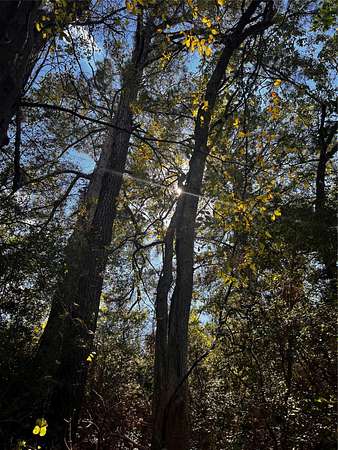 36 Acres of Land for Sale in Bastrop, Texas