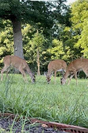 10 Acres of Residential Land for Sale in Indian Mound, Tennessee