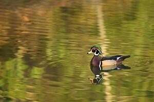 426 Acres of Recreational Land for Sale in Dorchester, South Carolina