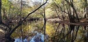 426 Acres of Recreational Land for Sale in Dorchester, South Carolina