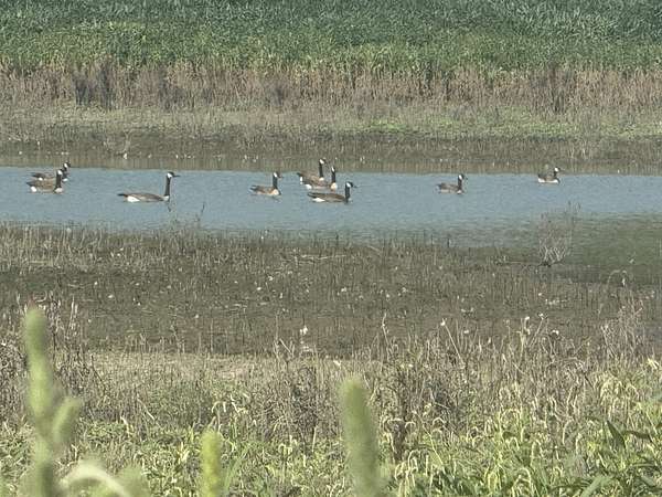 197 Acres of Recreational Land & Farm for Auction in Clarksville, Missouri