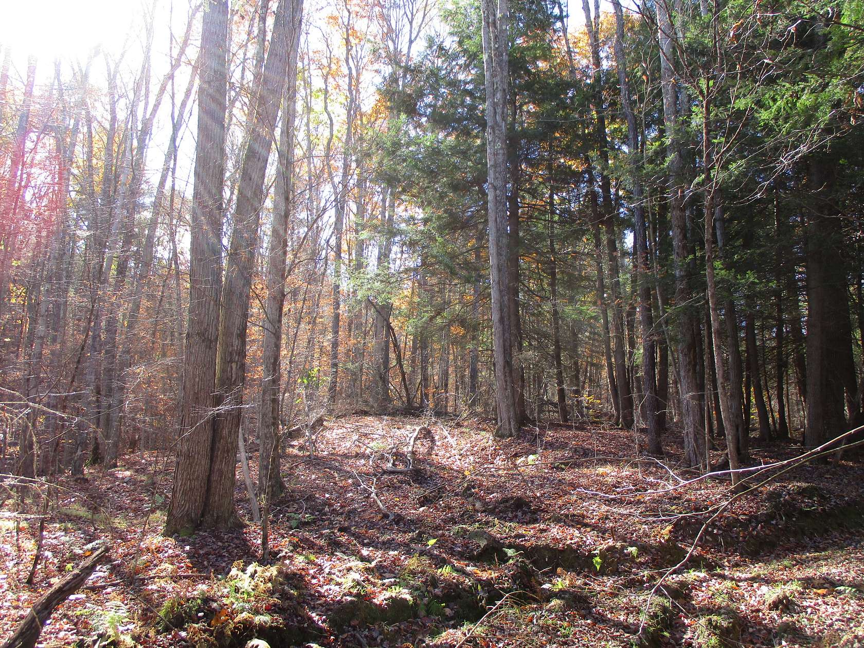 151 Acres of Recreational Land for Sale in Scio, New York
