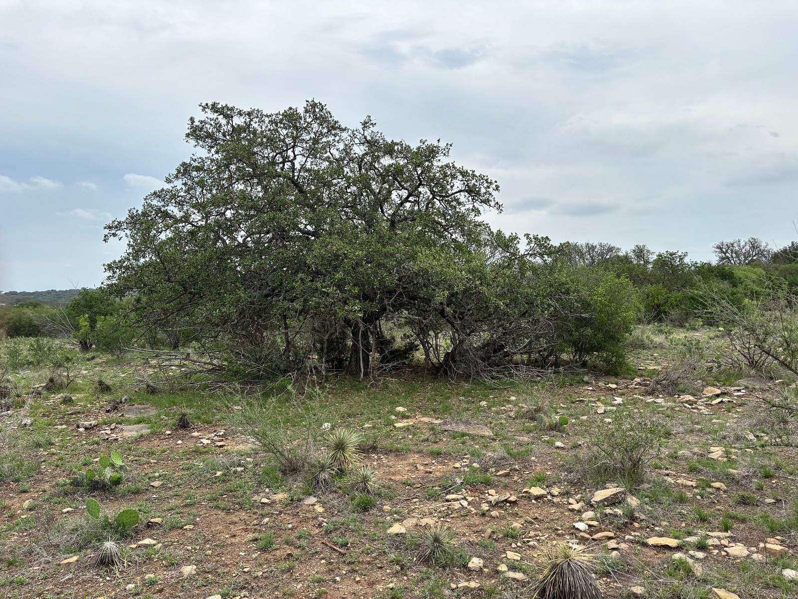 85 Acres of Land for Sale in Brady, Texas