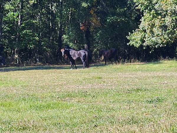 5.78 Acres of Residential Land for Sale in Decherd, Tennessee