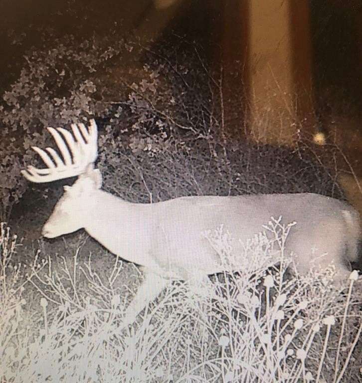 17.2 Acres of Recreational Land for Sale in Cross Plains, Texas