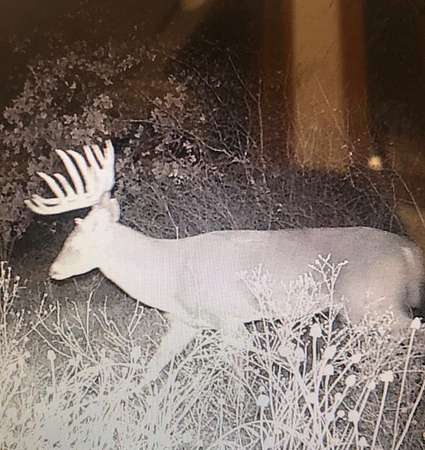 17.2 Acres of Recreational Land for Sale in Cross Plains, Texas