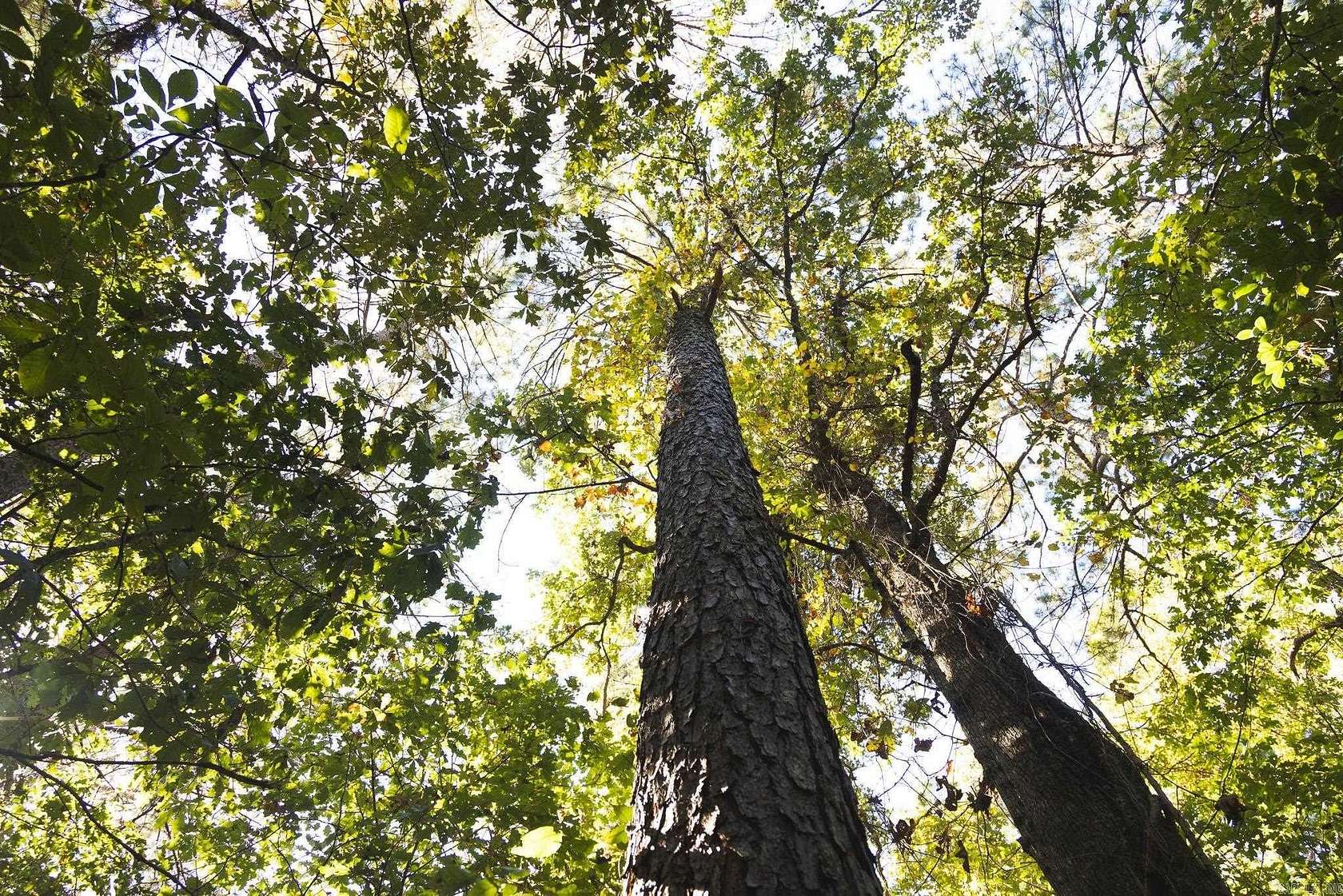 480 Acres of Recreational Land for Sale in McCaskill, Arkansas