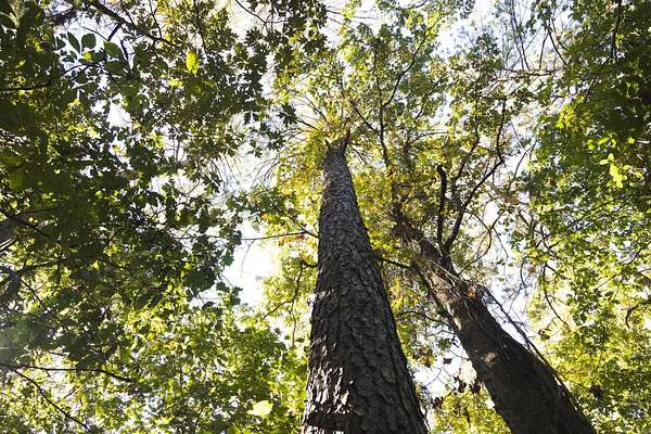 480 Acres of Recreational Land for Sale in McCaskill, Arkansas