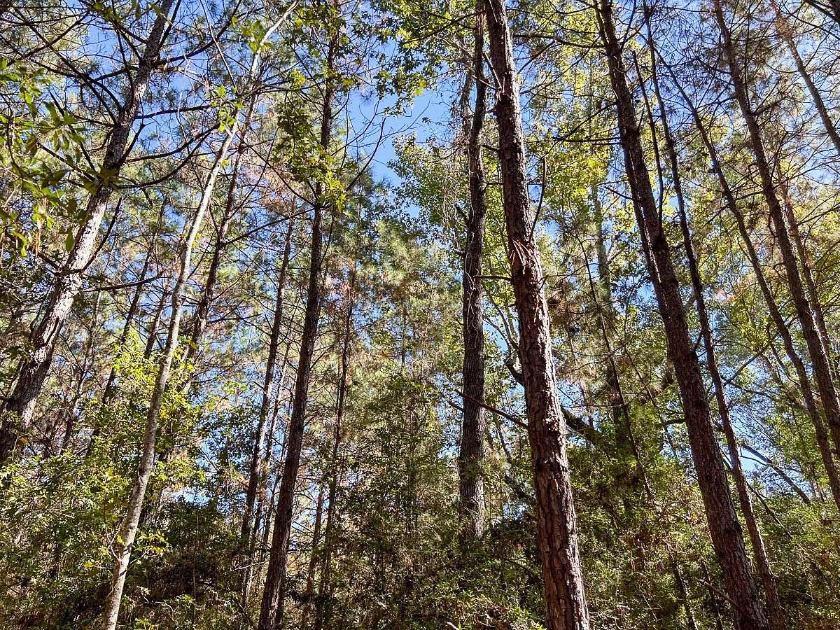 33 Acres of Land for Sale in Kirbyville, Texas