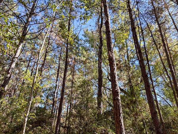 33 Acres of Land for Sale in Kirbyville, Texas