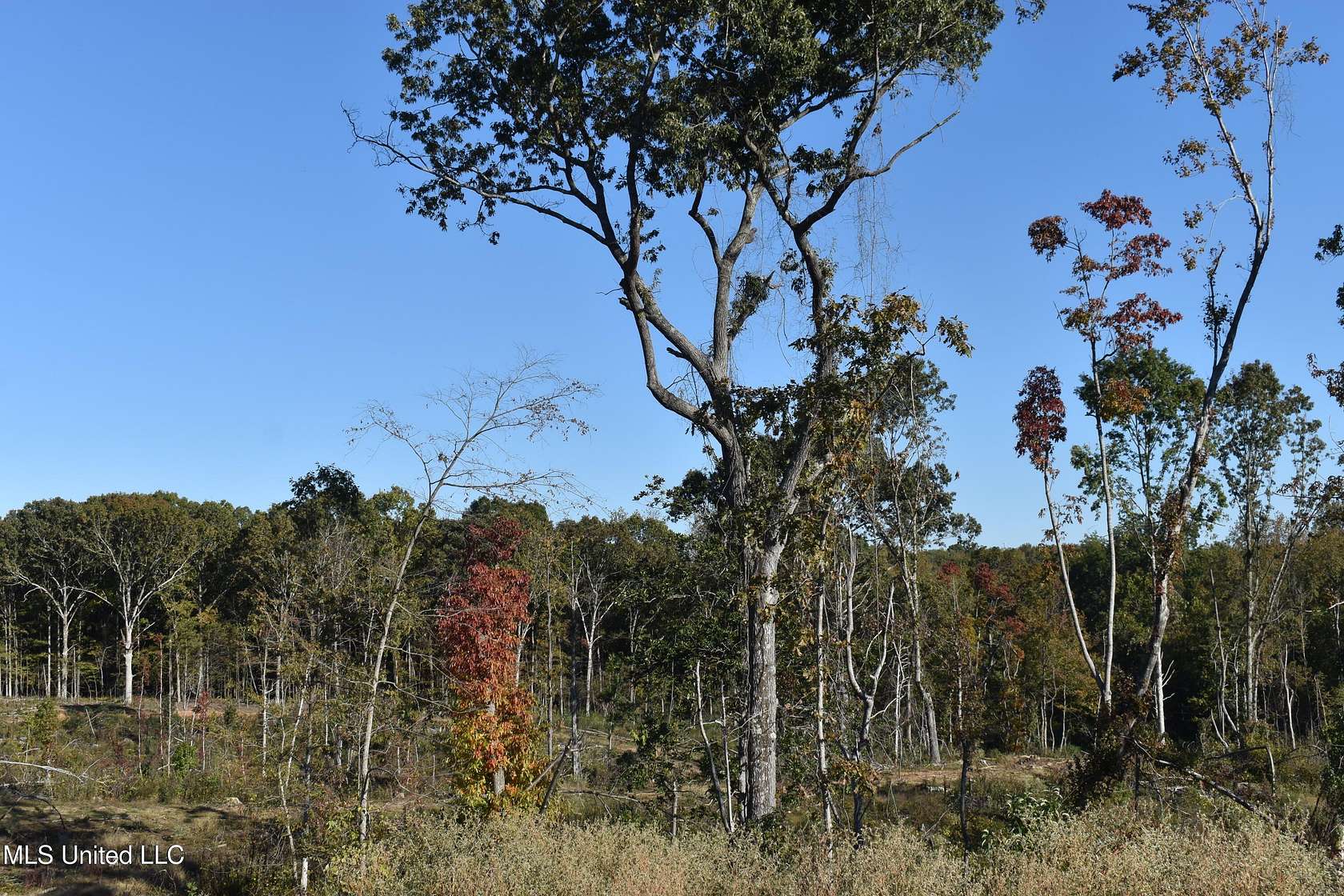 8 Acres of Land for Sale in Holly Springs, Mississippi