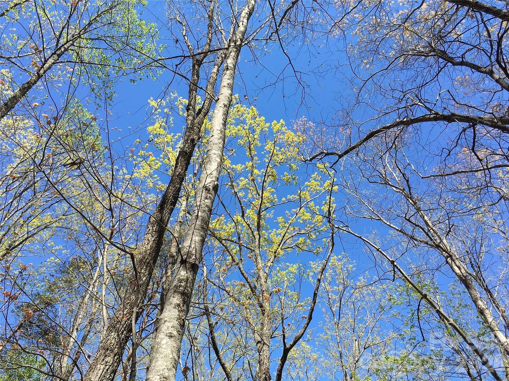 9 Acres of Residential Land for Sale in Marion, North Carolina