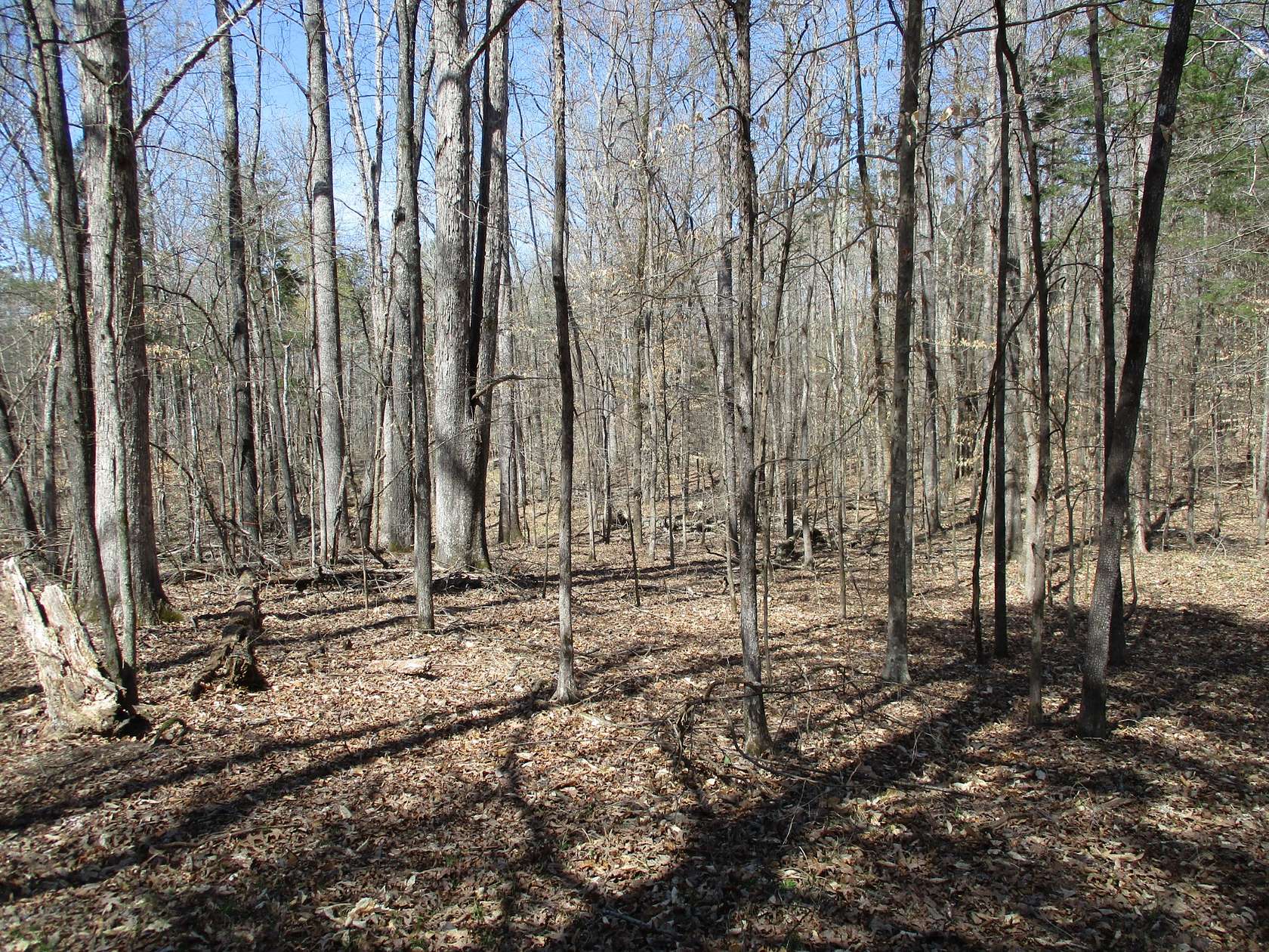16 Acres of Recreational Land for Sale in Parsons, Tennessee