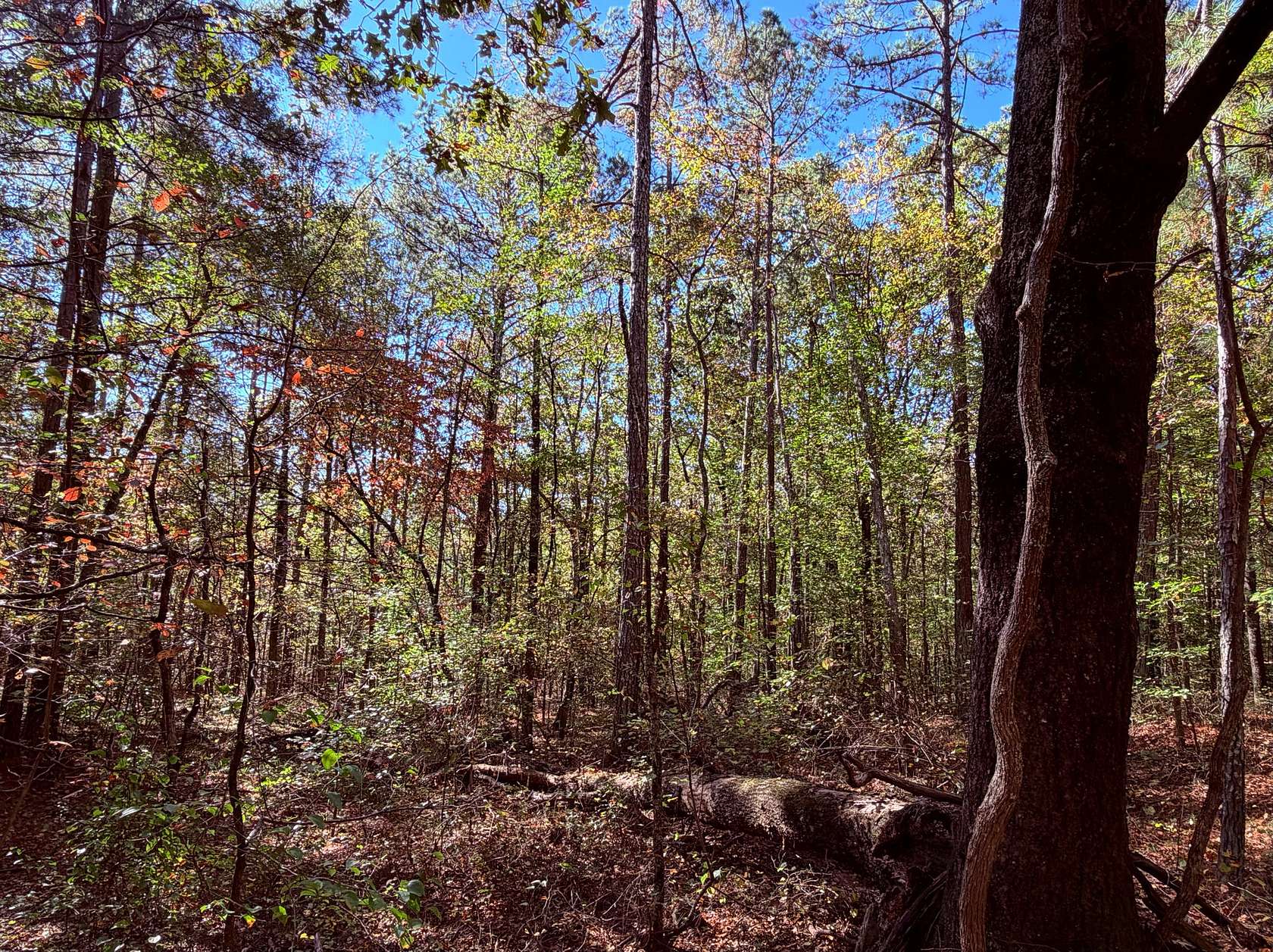 5.27 Acres of Residential Land for Sale in Carrollton, Georgia