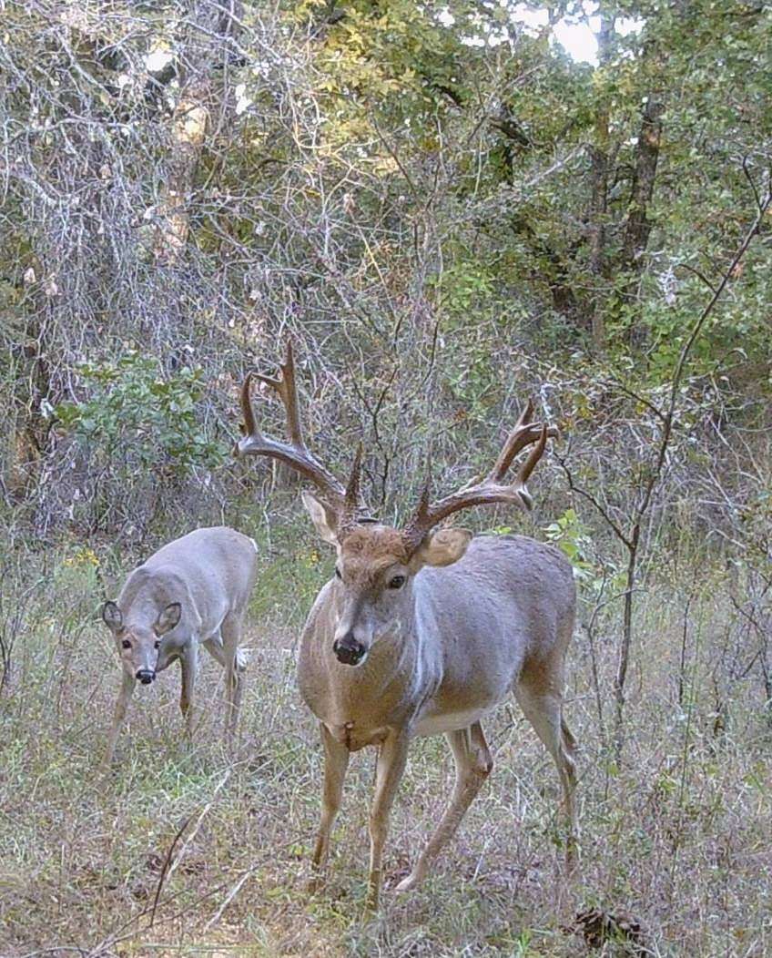 320 Acres of Recreational Land for Sale in Henryetta, Oklahoma