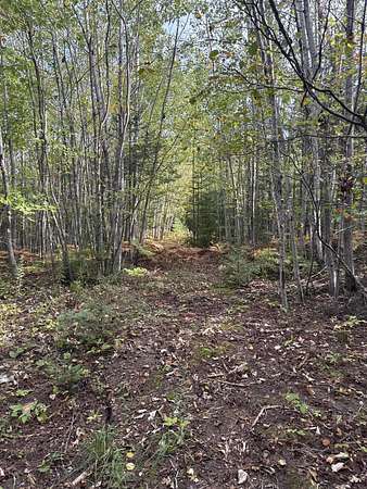 58 Acres of Recreational Land for Sale in Cheboygan, Michigan