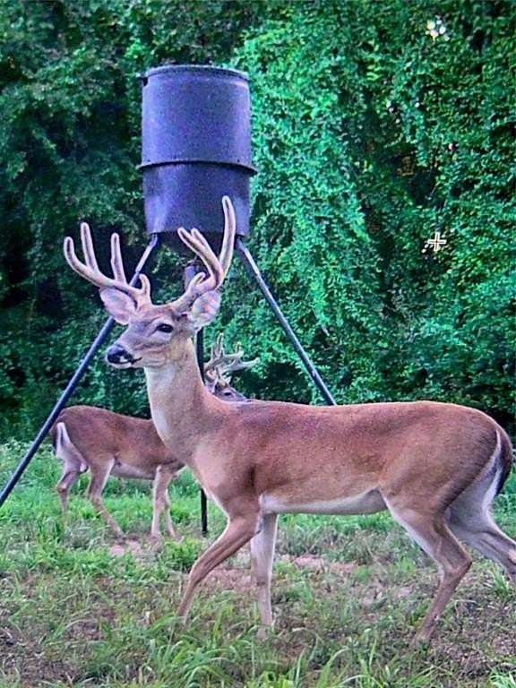 10.5 Acres of Land for Sale in Athens, Texas