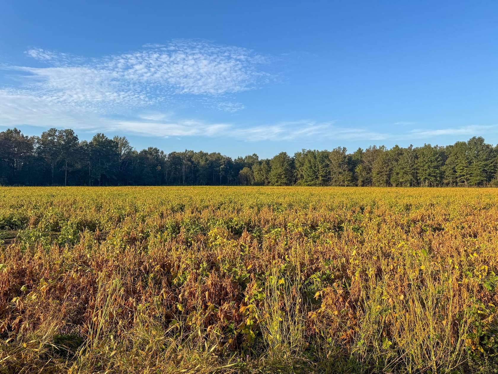 56 Acres of Land for Sale in Starkville, Mississippi