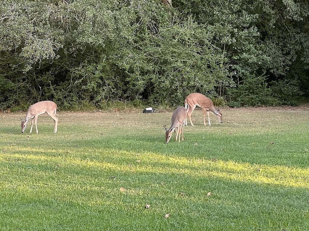 18.6 Acres of Land with Home for Sale in Chappell Hill, Texas