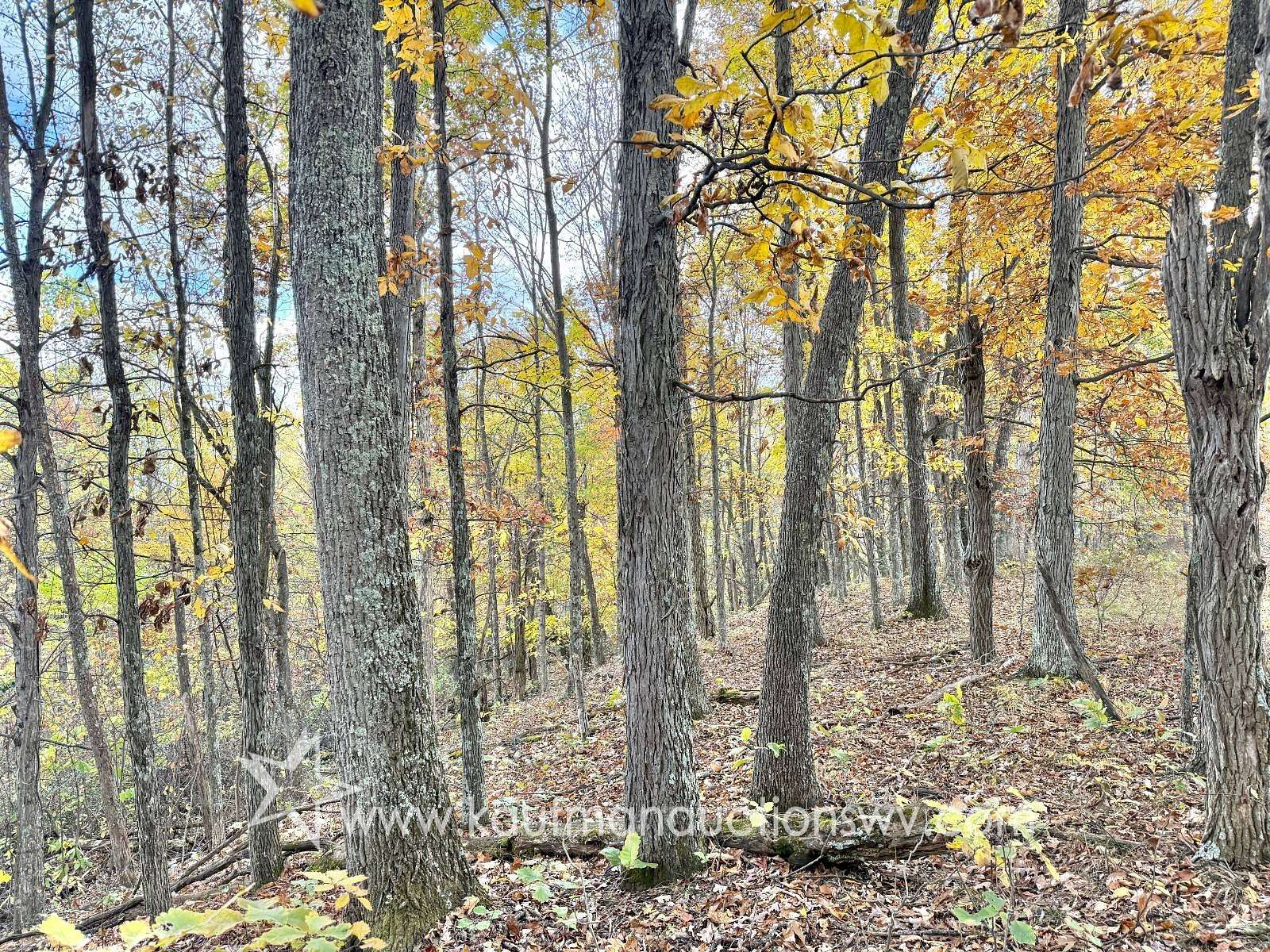 24.6 Acres of Recreational Land for Auction in Clay, West Virginia