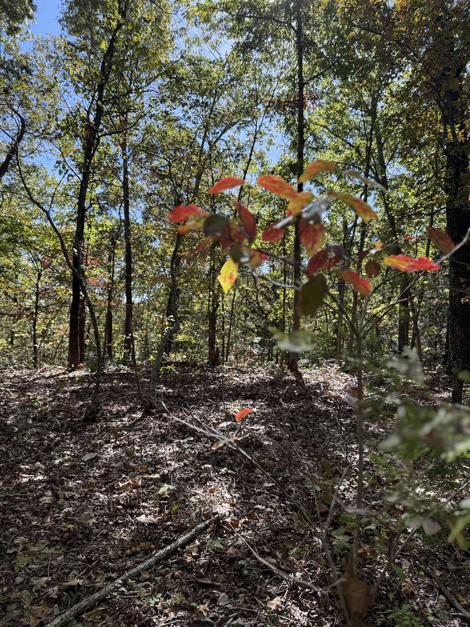 38.8 Acres of Land for Sale in Lampe, Missouri