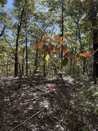 38.8 Acres of Land for Sale in Lampe, Missouri