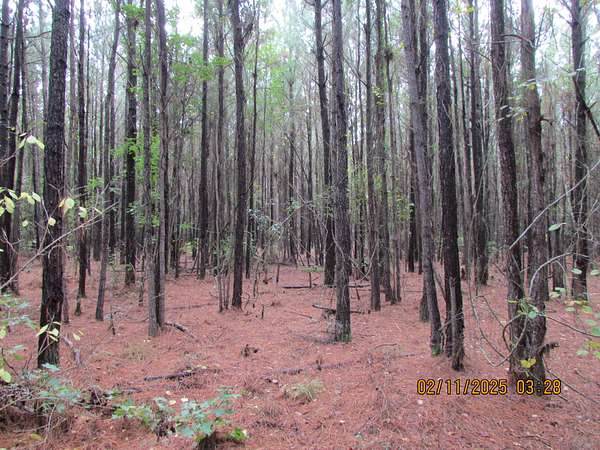193 Acres of Land for Sale in Kingstree, South Carolina