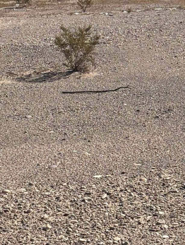 8.67 Acres of Residential Land for Sale in Yucca, Arizona