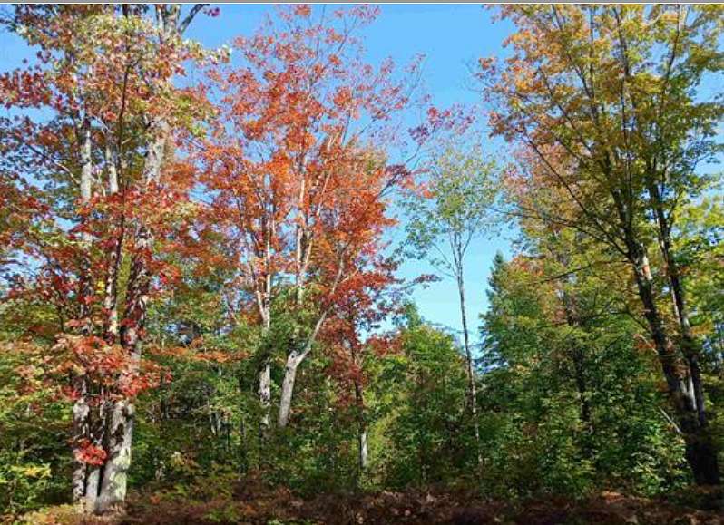 224 Acres of Recreational Land for Sale in South Range, Michigan