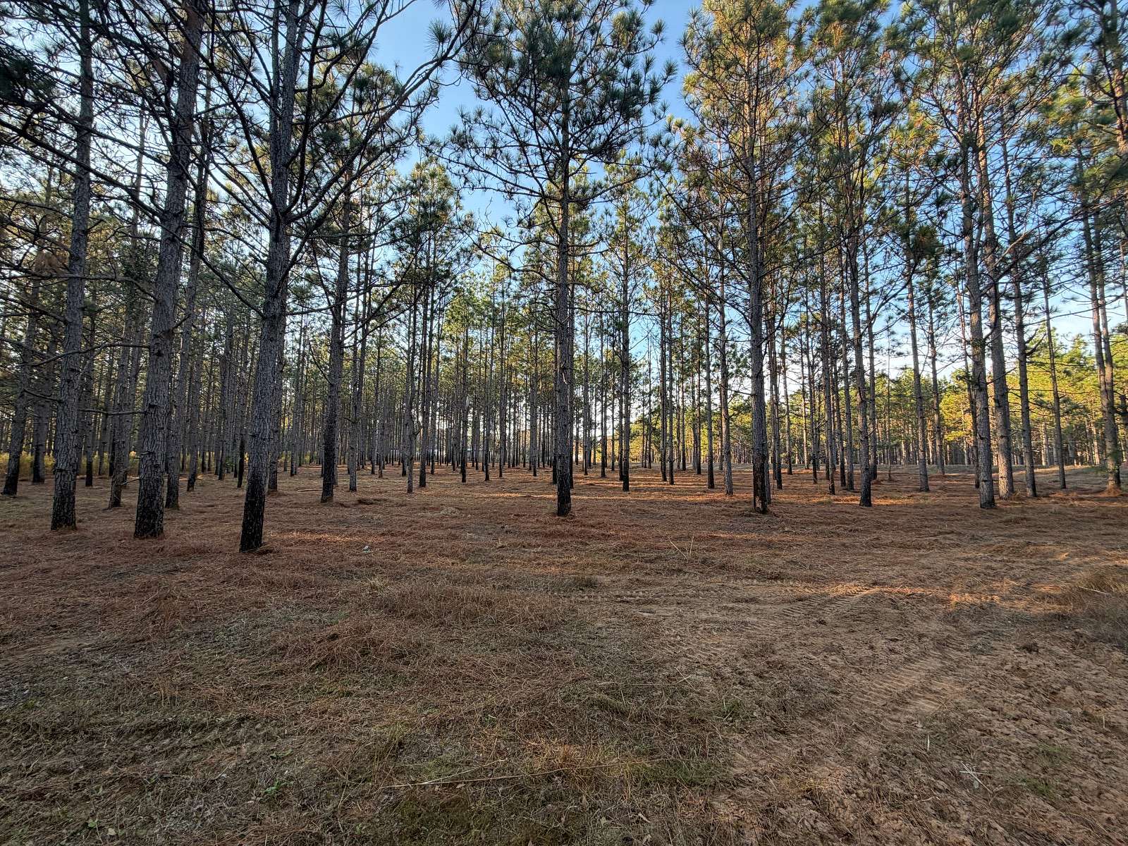 5 Acres of Residential Land for Sale in Troy, Alabama