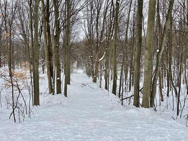 10 Acres of Recreational Land for Sale in Shelby, Michigan